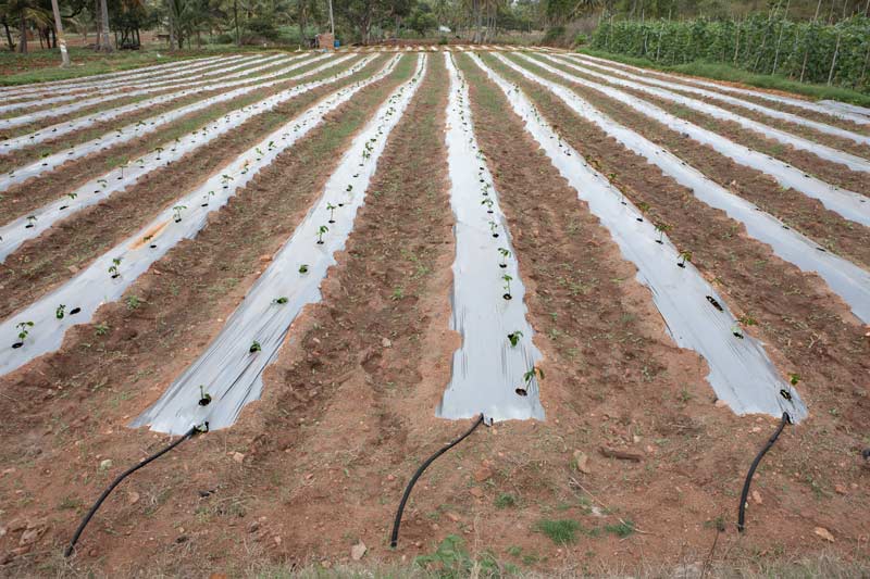 Water sustainability for sustainable agriculture - capsicum crop grown using plastic mulching combined with drip irrigation as water conservation-based agro-practices in Mandya district, Karnataka